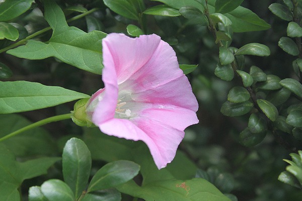 打碗花与牵牛花的区别 打碗花与牵牛花的区别有哪些