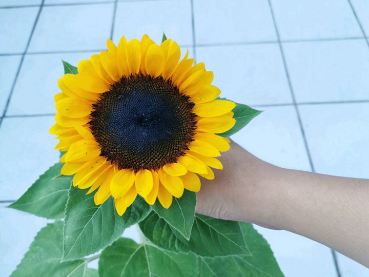 向日葵的花语是什么 向日葵的花语和寓意是什么
