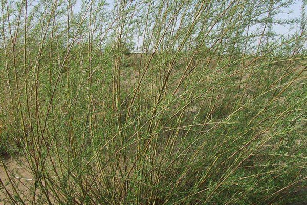 花棒和沙柳哪个好? 花棒和沙柳哪个好?