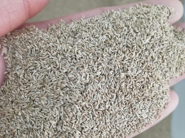 带壳狗牙根 带壳狗牙根