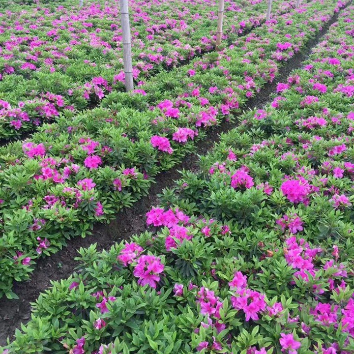 杜鹃花的花语和寓意 杜鹃花的花语和象征寓意