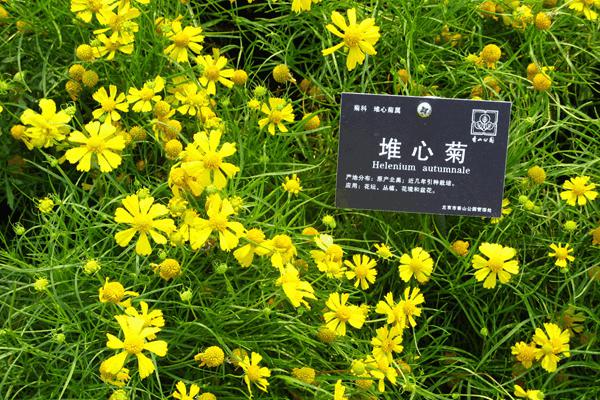堆心菊 堆心菊
