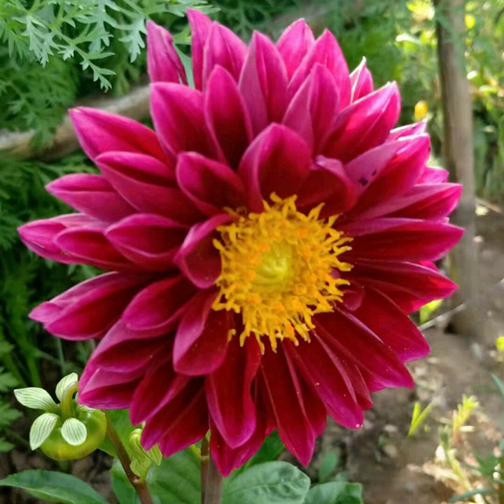 小丽花的花语和寓意 小丽花的花语和寓意