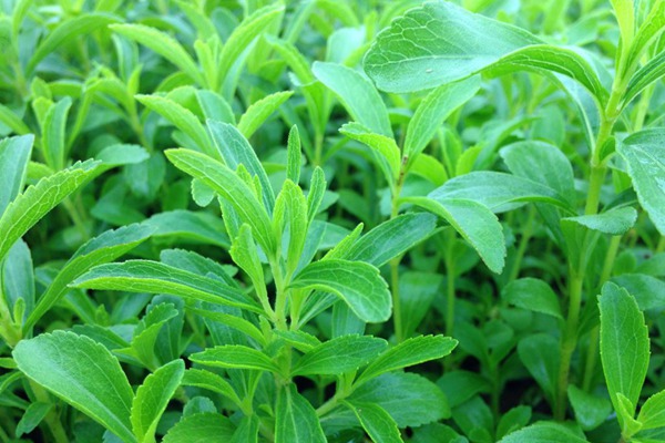 甜叶菊 甜叶菊功效、作用和食用禁忌