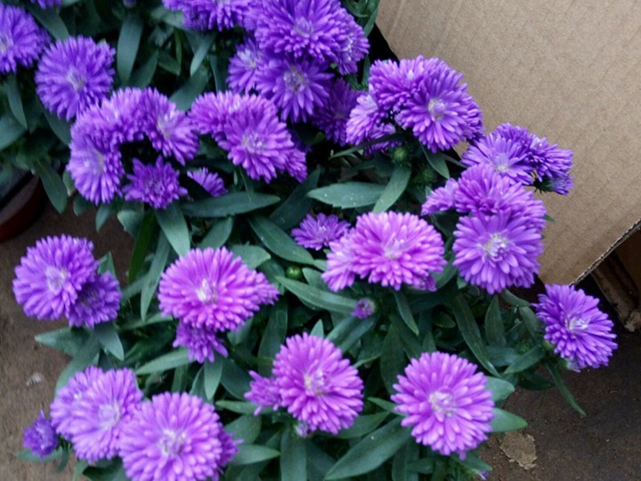 翠菊的花语 翠菊的花语是什么,有什么象征寓意