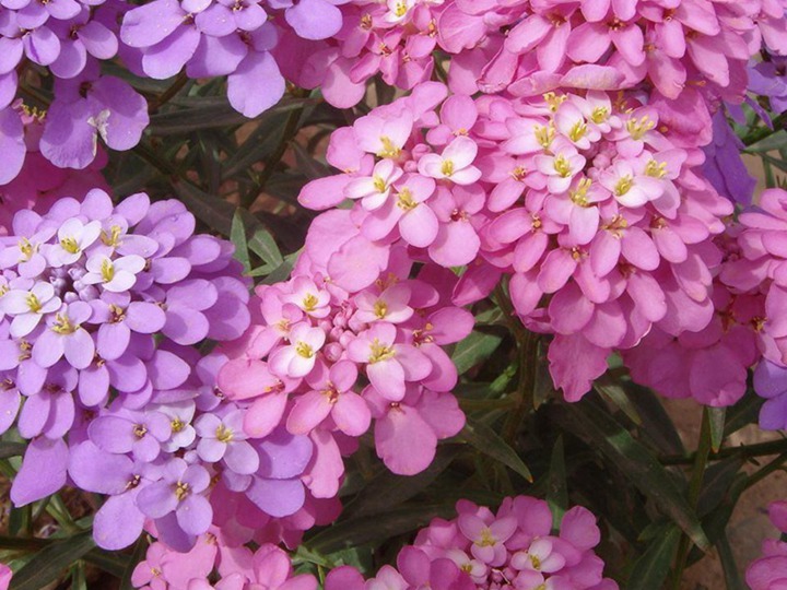 蜂室花种子什么时候播种最好(蜂室花养护管理方法) 蜂室花种子什么时候播种最好