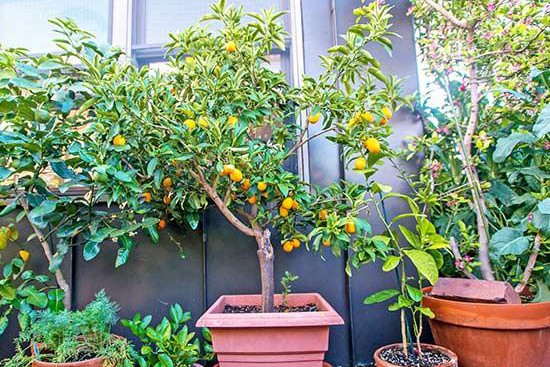 花园里种植水果需要注意些什么? 花园里种植水果需要注意些什么?