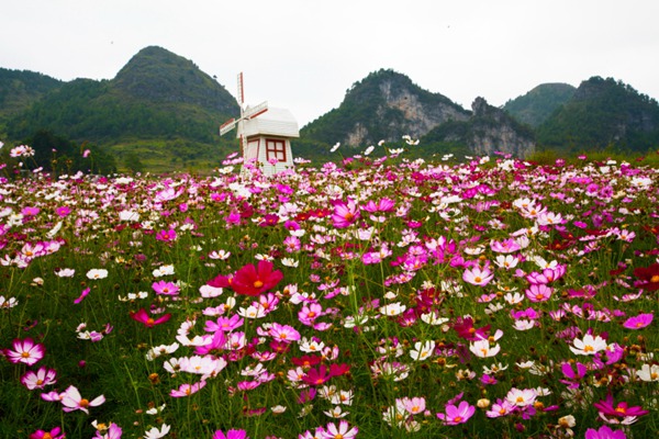 1553607946677773.jpg 格桑花的花语以及寓意