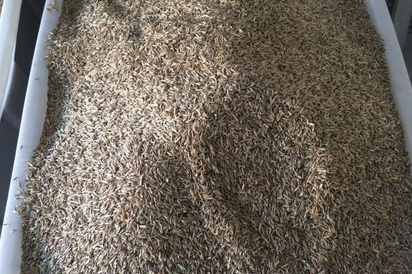 高羊茅种子多少钱一斤 最新的高羊茅种子价格是多少