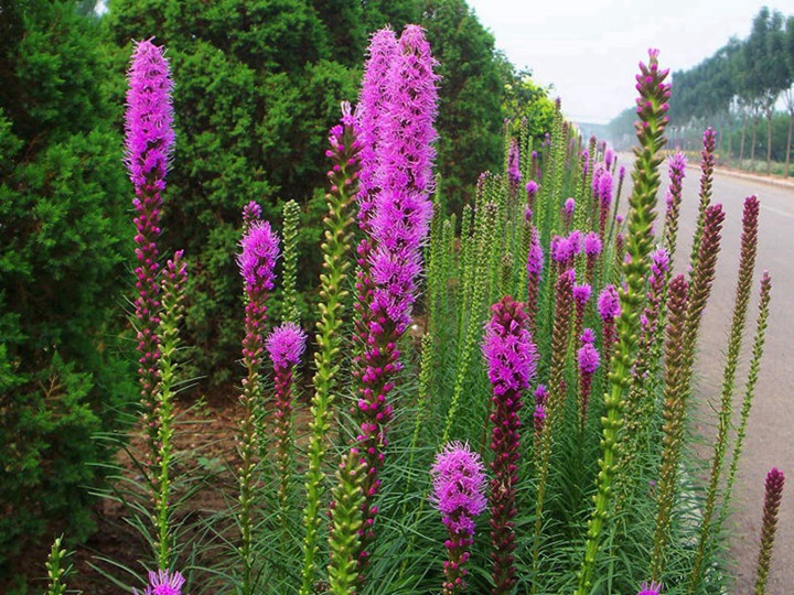 蛇鞭菊的观赏期是什么季节 蛇鞭菊的观赏期是什么季节