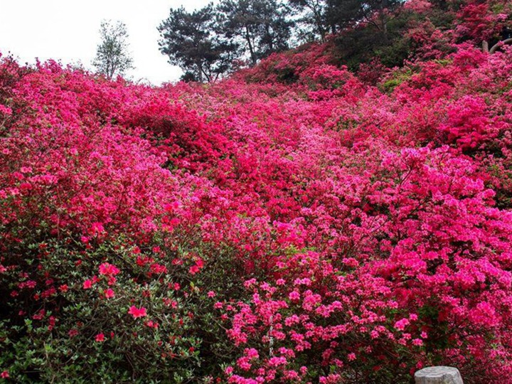 杜鹃花的花语和寓意 杜鹃花的花语和象征寓意