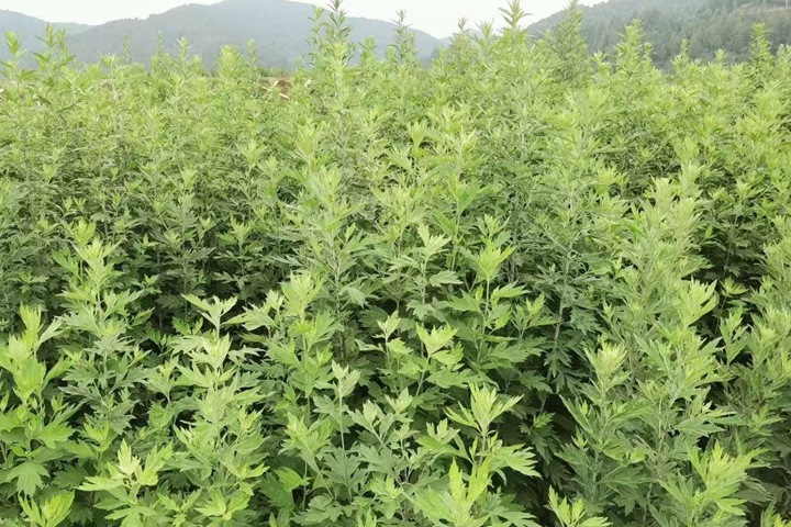 艾草种子什么时候播种最好,播种密度是多少 艾草种子什么时候播种最好