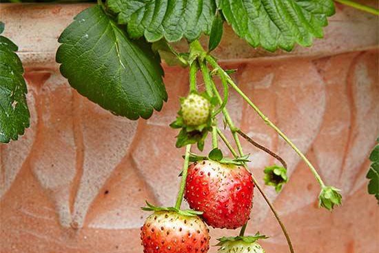 花园里种植水果需要注意些什么? 花园里种植水果需要注意些什么?