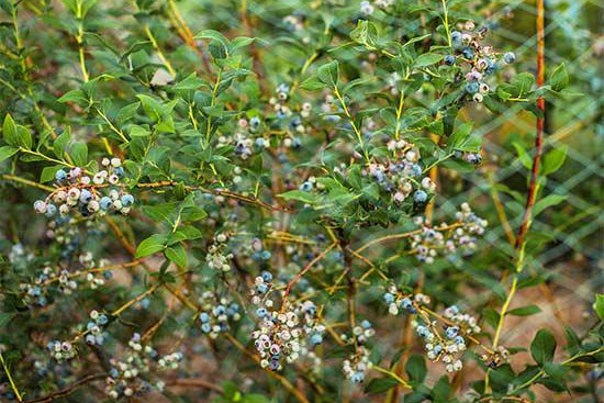 花园里种植水果需要注意些什么? 花园里种植水果需要注意些什么?