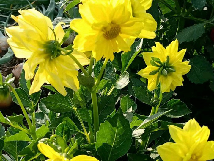 小丽花的花语和寓意 小丽花的花语和寓意