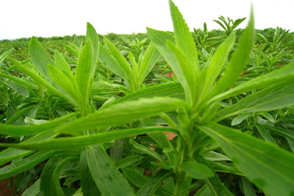 1552314201805649.jpg 甜叶菊的食用方法有哪些