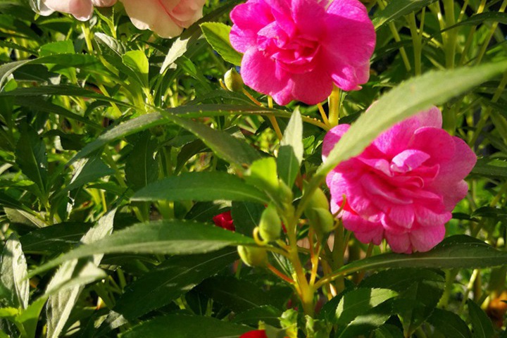 凤仙花靠什么传播种子(是靠太阳吗?) 凤仙花靠什么传播种子