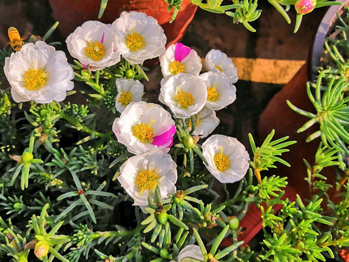 太阳花的花语和寓意 太阳花的花语和象征寓意
