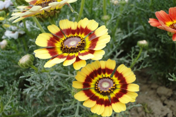 花环菊种子价格 花环菊种子价格是多少