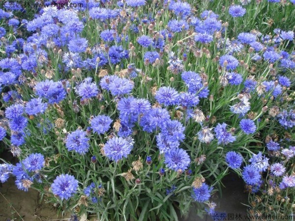矢车菊 矢车菊