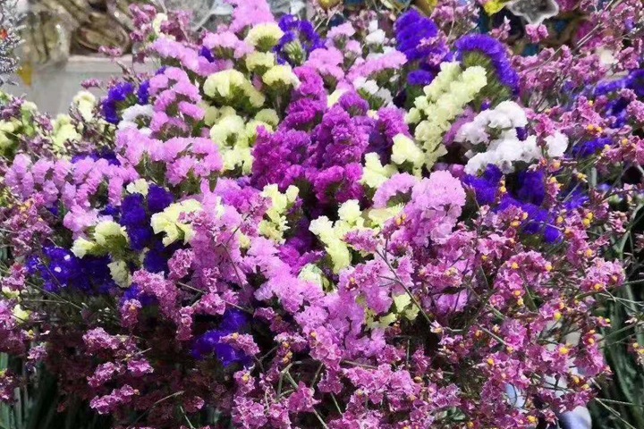 勿忘我的花语是什么(勿忘我花期有多长) 勿忘我的花语是什么(勿忘我花期有多长)
