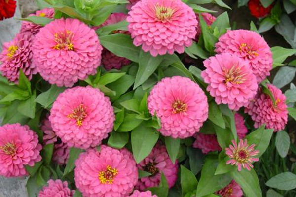 1551782609346492.jpg 非洲菊和百日草的区别(附区分方法)
