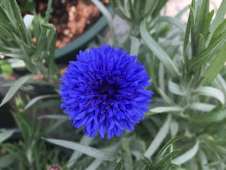 矢车菊什么时候播种,从播种到开花要多久 矢车菊什么时候播种,从播种到开花要多久