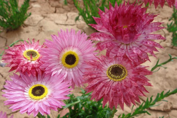 1553610301599783.jpg 永生菊的花语是什么