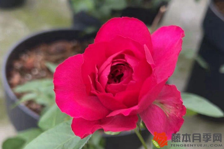 玫瑰花种子几月播种最好,多久能够发芽? 玫瑰花种子几月播种最好