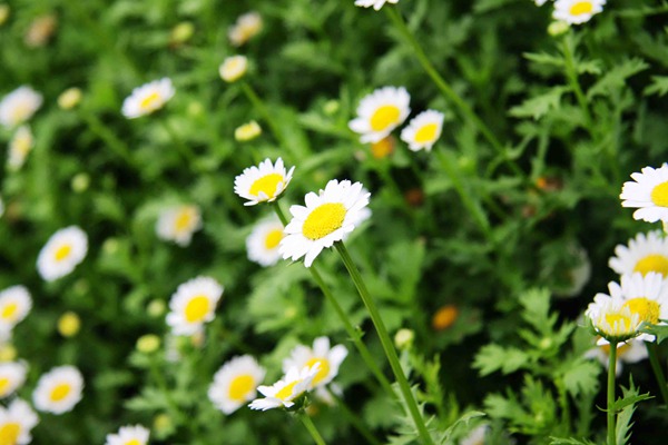 1552312652302516.jpg 白晶菊和雏菊之间的区别(多图对比)
