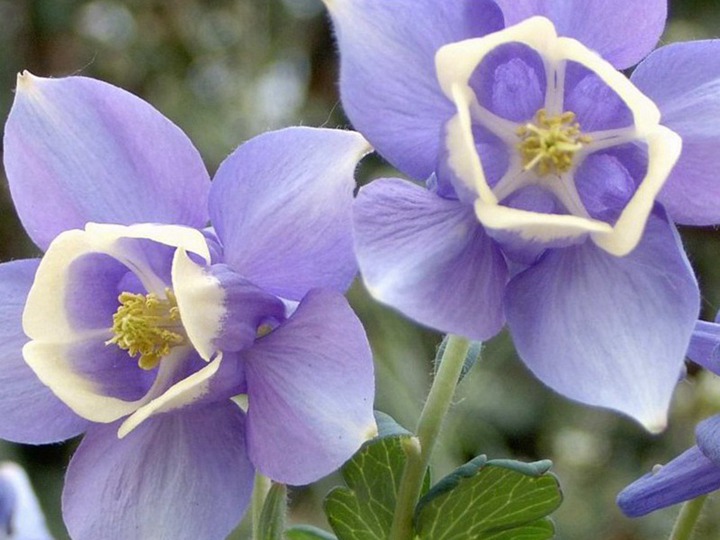 大花耧斗菜是多年生还是一年生 大花耧斗菜是多年生还是一年生