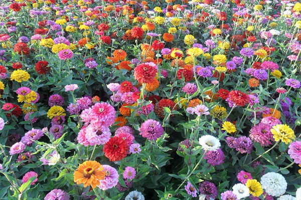 1553608662589832.jpg 百日草的花语及象征意义