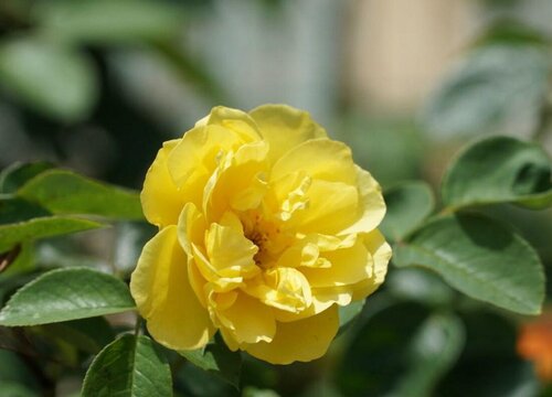 月季花叶子发黄的原因有哪些? 月季花叶子发黄的原因有哪些?