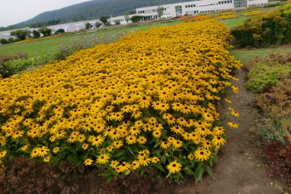 1552313520463818.jpg 金光菊的花期是什么时候