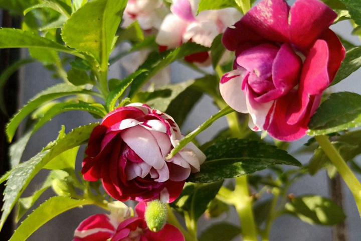 凤仙花靠什么传播种子(是靠太阳吗?) 凤仙花靠什么传播种子