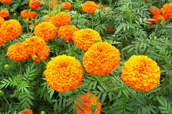 万寿菊什么时候开花 万寿菊什么时候开花(万寿菊花期)