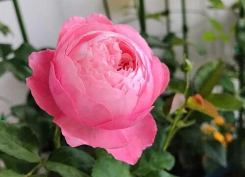 月季花盆里长虫子怎么办? 月季花盆里长虫子怎么办?
