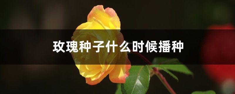 玫瑰花种子几月播种最好,多久能够发芽? 玫瑰花种子几月播种最好