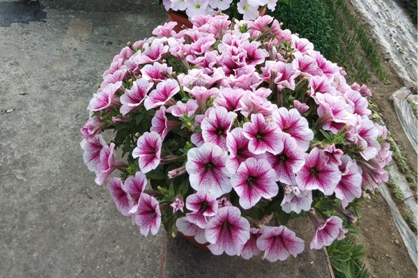 1551672063782448.jpg 矮牵牛花期是什么时候