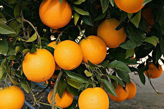 橙子 橙子