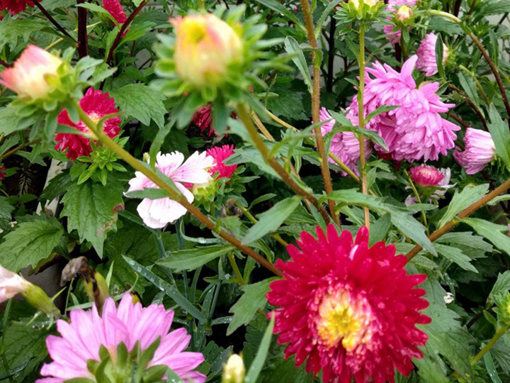翠菊的花语 翠菊的花语是什么,有什么象征寓意