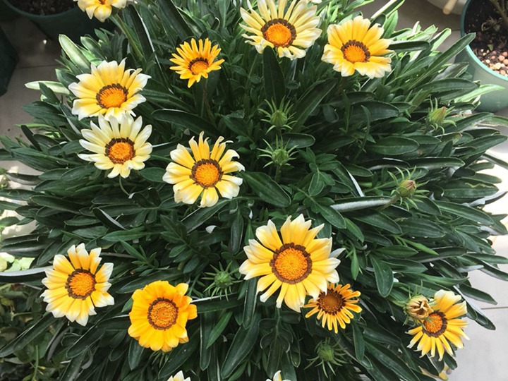 1631695724470604.jpg 勋章菊的花语和象征寓意