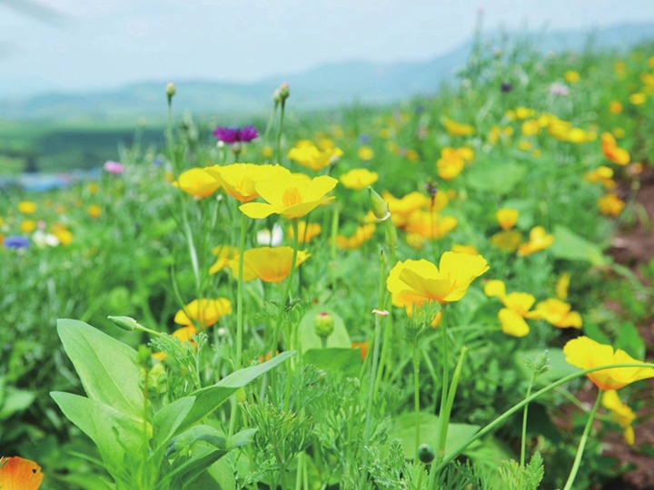 花菱草花语和寓意 花菱草的花语和象征寓意