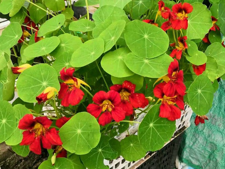 旱金莲的花语和寓意 旱金莲的花语和象征寓意