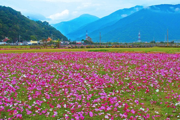 波斯菊 波斯菊