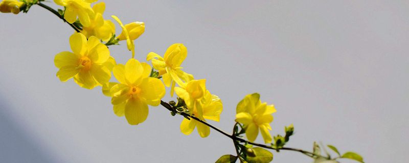 春天开的花都有什么 春天开的花都有什么