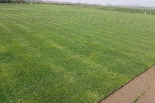 马尼拉 马尼拉和果岭草的优缺点分析(有什么区别)