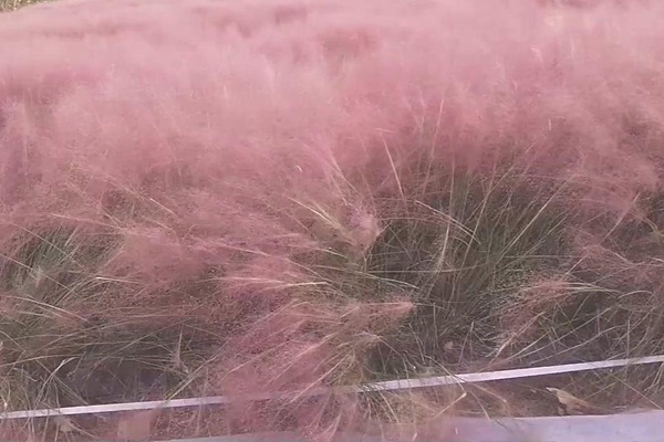春季适合播种什么花卉种子 春季适合播种什么花卉种子