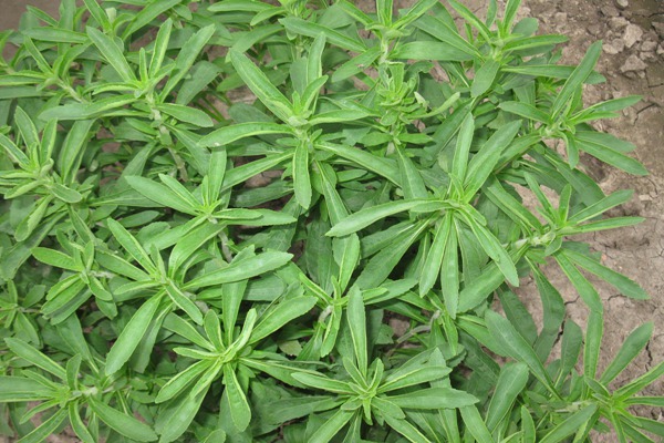 1552139385272135.jpg 甜叶菊可以天天泡茶喝吗