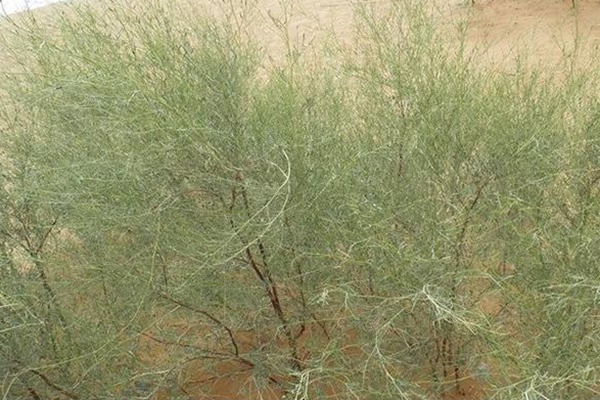 花棒和沙柳哪个好? 花棒和沙柳哪个好?